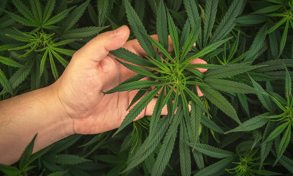 Hand holding cannabis leafs medical marijuana cultivation